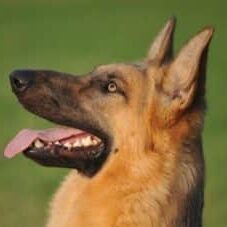 David-Kelly-Samuel-300x227 David Kelly Samuel Personal Protection Dog