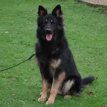 Gnasher-Personal-Protection-Dog-Testimonial.jpg Gnasher-Personal-Protection-Dog-Testimonial.jpg