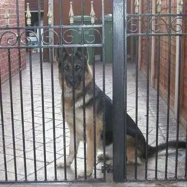 Kim-Personal-Protection-Dog-Testimonial.jpg Kim-Personal-Protection-Dog-Testimonial.jpg