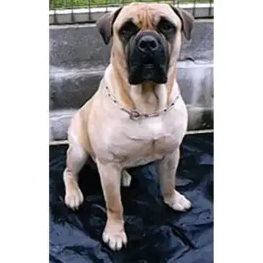 Oscar-Personal-Protection-Dog-Testimonial.jpg Oscar-Personal-Protection-Dog-Testimonial.jpg