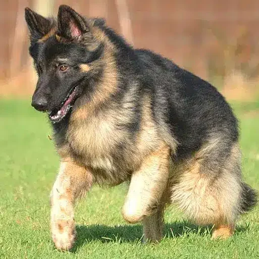 Previously-Sold-Dogs-Zak-6.jpg Previously-Sold-Dogs-Zak-6.jpg