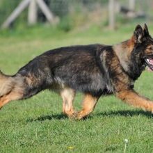 Previously-Sold-Dogs-Ziggy-300x220 Previously Sold Dogs Ziggy